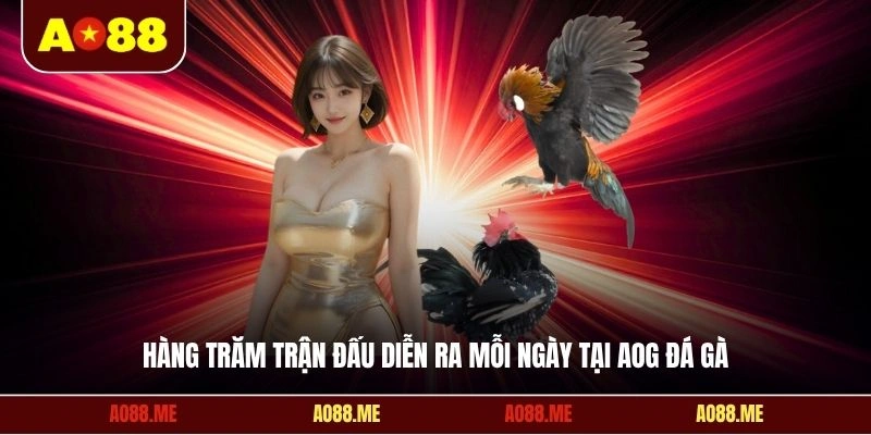 Hàng trăm trận đấu diễn ra mỗi ngày tại AOG đá gà